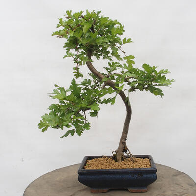 Vonkajšie bonsai - Pseudocydonia sinensis - Kdoloň čínska - 3