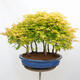 Vonkajší bonsai - Acer palmatum Aureum - Javor dlanitolistý zlatý-lesík - 3/4