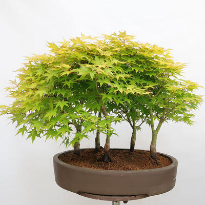 Vonkajší bonsai - Acer palmatum Aureum - Javor dlanitolistý zlatý-lesík - 3
