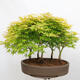 Vonkajší bonsai - Acer palmatum Aureum - Javor dlanitolistý zlatý-lesík - 3/4