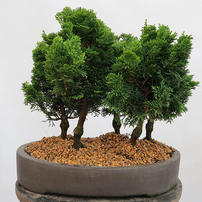 Vonkajší bonsai - Cham.pis obtusa Nana Gracilis - Cyprus-lesík - 3
