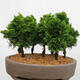 Vonkajší bonsai - Cham.pis obtusa Nana Gracilis - Cyprus-lesík - 3/4