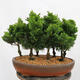 Vonkajší bonsai - Cham.pis obtusa Nana Gracilis - Cyprus-lesík - 3/4