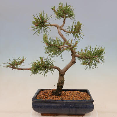 Vonkajší bonsai - Pinus mugo Humpy - Borovica kľač - 3