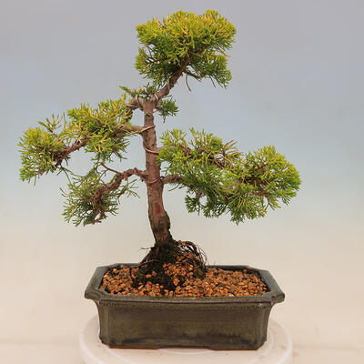Vonkajší bonsai - Juniperus chinensis plumosa aurea - Borievka čínska zlatá - 3