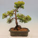 Vonkajší bonsai - Juniperus chinensis plumosa aurea - Borievka čínska zlatá - 3/4