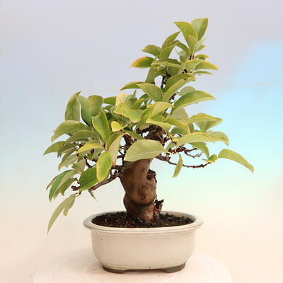 Vonkajšie bonsai - Pseudocydonia sinensis - Dula čínska - 3