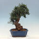 Izbová bonsai - Olea europaea sylvestris -Oliva evropská drobnolistá - 3/6