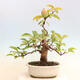 Vonkajšie bonsai - Pseudocydonia sinensis - Dula čínska - 3/6