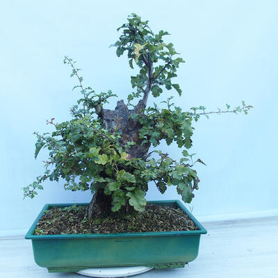 Vonkajší bonsai - Hloh jednosemenný - Crataegus monogyna - 3