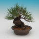 Pinus thunbergii - borovica thunbergova - 3/4