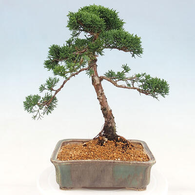 Vonkajšie bonsai - Juniperus chinensis Kishu -Jalovec čínsky - 3