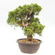 Vonkajšie bonsai - Juniperus chinensis Itoigawa-Jalovec čínsky - 3/5