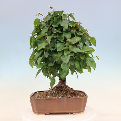 Vonkajší bonsai -Carpinus Coreana - Hrab kórejský - 3