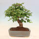 Vonkajší bonsai -Carpinus Coreana - Hrab kórejský - 3/5