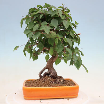 Vonkajší bonsai -Carpinus Coreana - Hrab kórejský - 3
