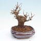 Vonkajšie bonsai - Javor Buergerianum - Javor Burgerův - 3/5