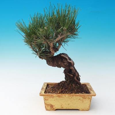 Vonkajšia bonsai-Pinus thunbergii - Borovica thunbergova - 3