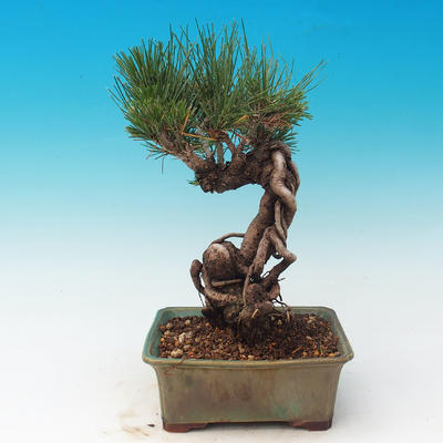 Vonkajšia bonsai-Pinus thunbergii - Borovica thunbergova - 3