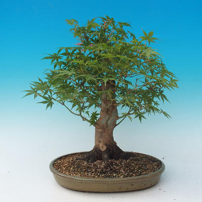 Vonkajšie bonsai - Acer palmatum-Javor dlaňolistý - 3