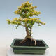 Izbová bonsai - Ligustrum Aurea - Vtáčí zob - 3/6