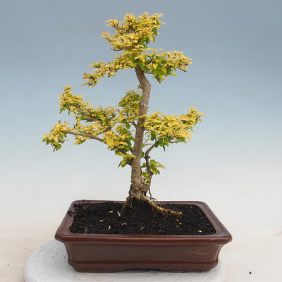 Izbová bonsai - Ligustrum Aurea - Vtáčí zob - 3