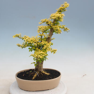 Izbová bonsai - Ligustrum Aurea - Vtáčí zob - 3
