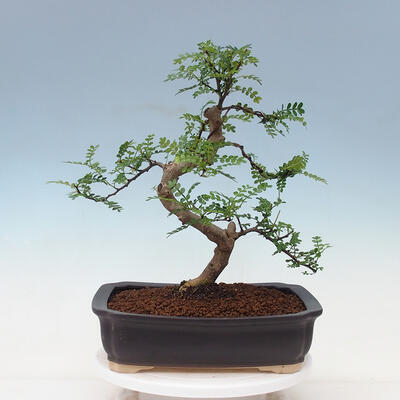Izbová bonsai - Zantoxylum piperitum - pepřovník - 3
