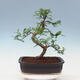 Izbová bonsai - Zantoxylum piperitum - pepřovník - 3/7