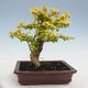 Izbová bonsai - Ligustrum Aurea - Vtáčí zob - 3/6