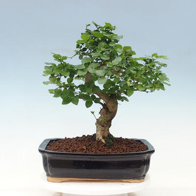 Izbová bonsai -Ligustrum chinensis - Vtáčí zob - 3