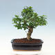 Izbová bonsai -Ligustrum chinensis - Vtáčí zob - 3/6