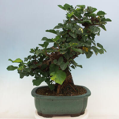 Vonkajšie bonsai -Morus albumy - moruše - 3