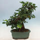 Vonkajšie bonsai -Morus albumy - moruše - 3/6