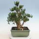 Izbová bonsai - Buxus harlandii - korkový buxus - 3/6