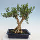 Izbová bonsai - Buxus harlandii - korkový buxus - 3/6