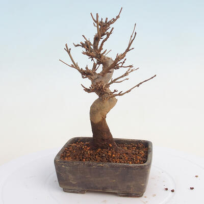 Vonkajšie bonsai - Javor Buergerianum - Javor Burgerův - 3