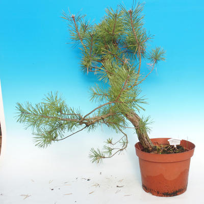 Yamadori - Borovica lesná - Pinus sylvestris - 3