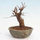 Vonkajšie bonsai - Javor Buergerianum - Javor Burgerův - 3/5