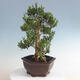 Izbová bonsai - Buxus harlandii - korkový buxus - 3/5