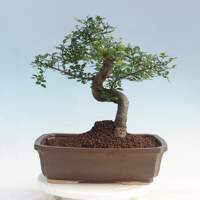 Izbová bonsai - Ulmus parvifolia - malolistá brest - 3