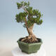 Izbová bonsai - Buxus harlandii - korkový buxus - 3/7