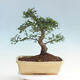 Izbová bonsai - Ulmus parvifolia - malolistá brest - 3/6