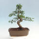 Izbová bonsai - Ulmus parvifolia - malolistá brest - 3/6
