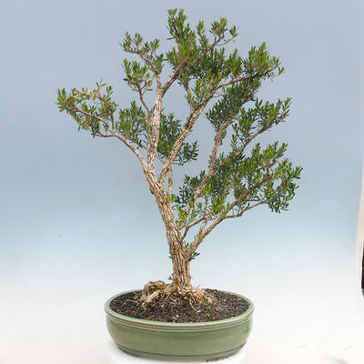 Izbová bonsai - Buxus harlandii - korkový buxus - 3