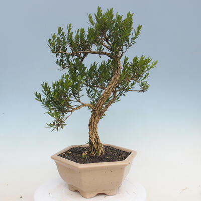 Izbová bonsai - Buxus harlandii - korkový buxus - 3