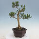 Izbová bonsai - Buxus harlandii - korkový buxus - 3/7