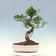 Izbová bonsai - Ficus kimmen - malolistý fikus - 3/4