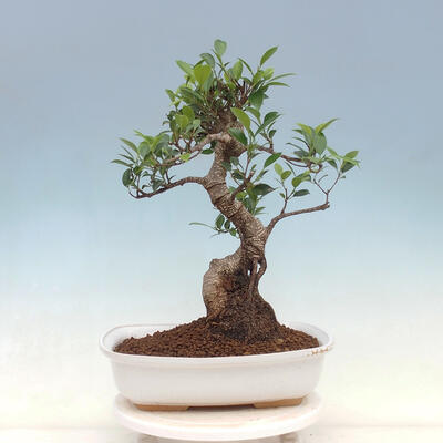 Izbová bonsai - Ficus kimmen - malolistý fikus - 3