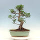 Izbová bonsai - Ficus kimmen - malolistý fikus - 3/4